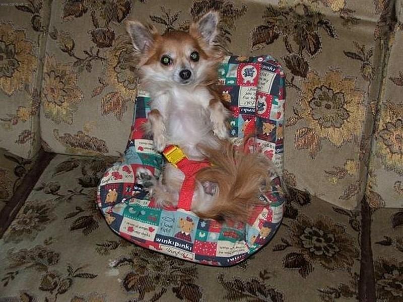 Foto: bezpe�nost p�edev��m-takov� jedna cestovn�