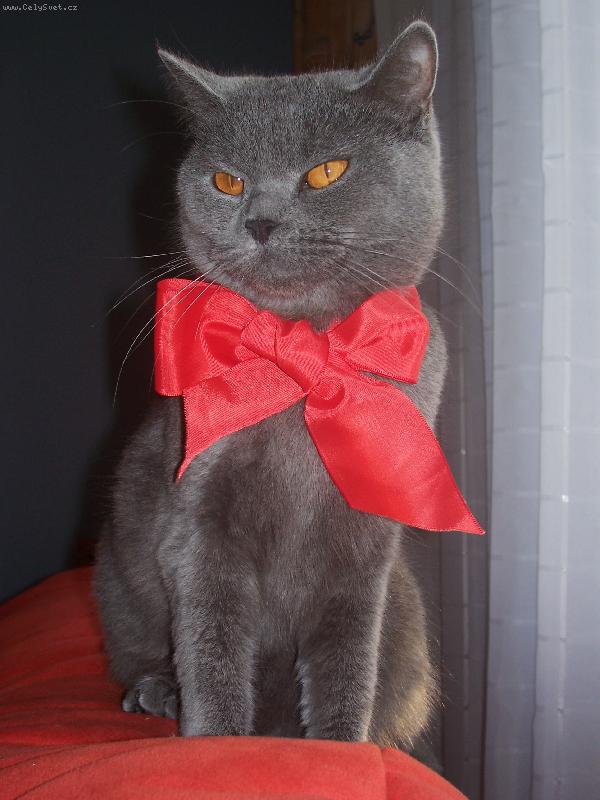 Foto: M�m sv�tek-Ko�ka britsk� s �ervenou ma�l�