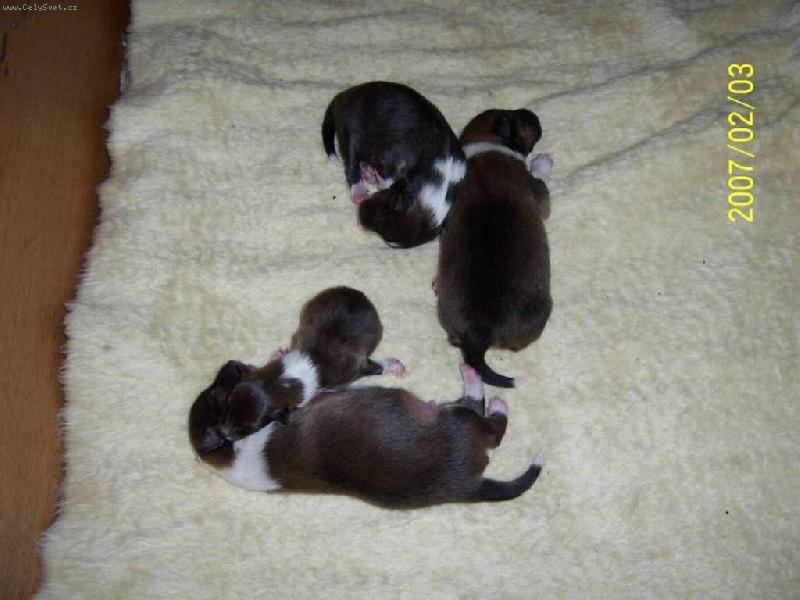 Foto: �eltie vrh D-mus�m se zah��t u v�t��ho br�ky