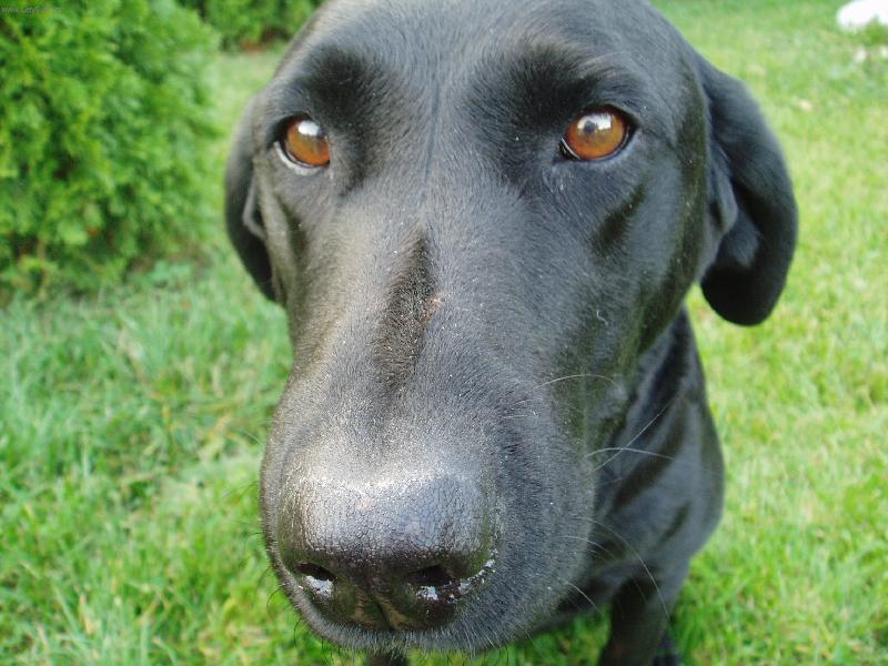 Foto: D� mi pusu?-Tak tohle je moje zlat��ko,kter� by see po��d jen pusinkovalo!