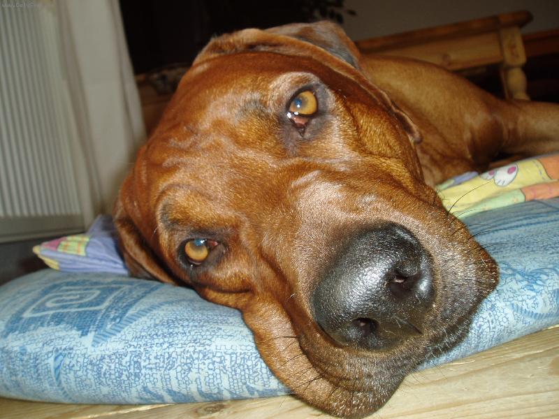 Foto: utahanej z proch�zky-Richi