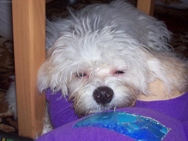 Foto: dneska u� nikam nejdu...