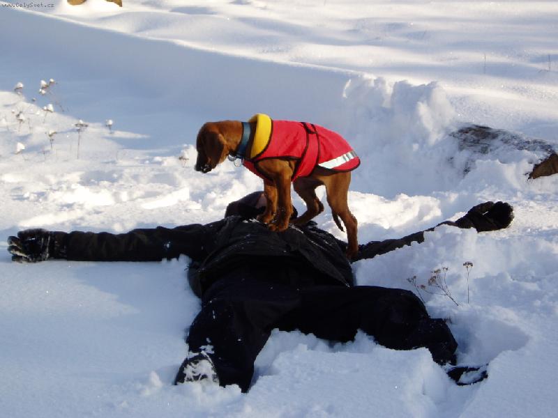 Foto: hr�tky na sn�hu-pomoc!!!! stud� m� no�i�ky...