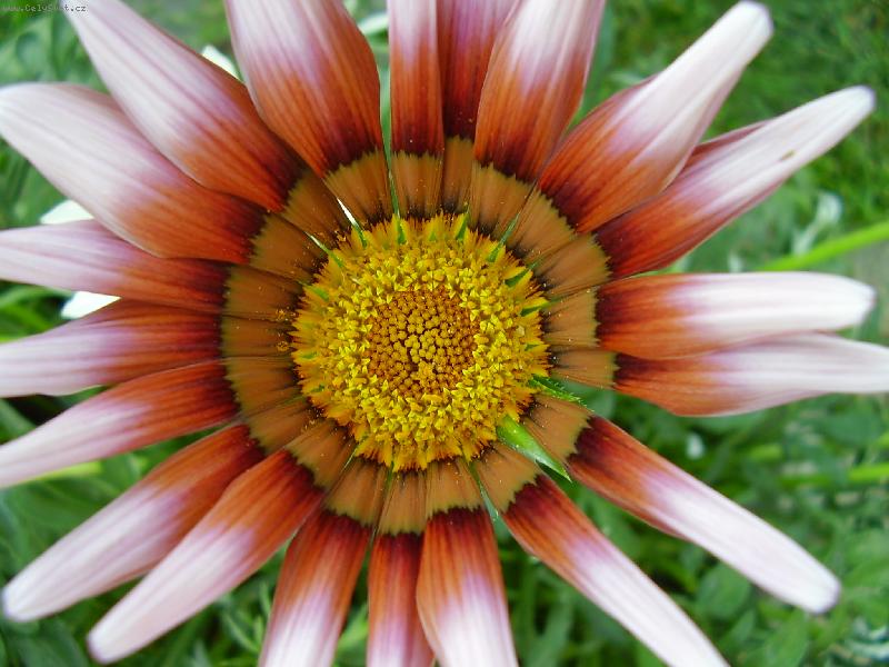 Foto: Pohlt� v�s svou kr�sou...