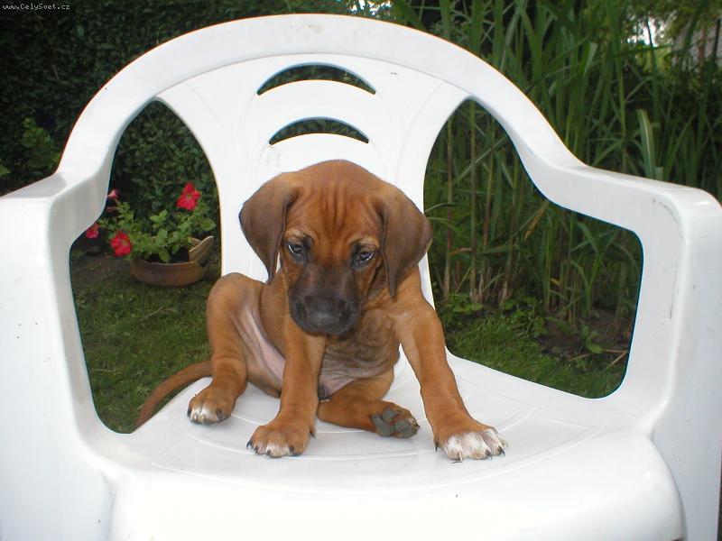 Foto: Nemysli si, ze te pustim sednout!-Cooper