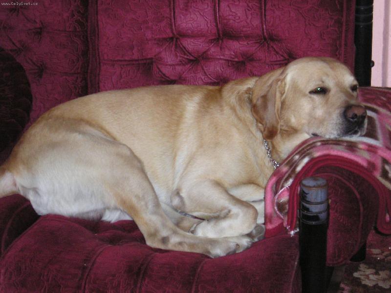 Foto: Mil��ek-renik