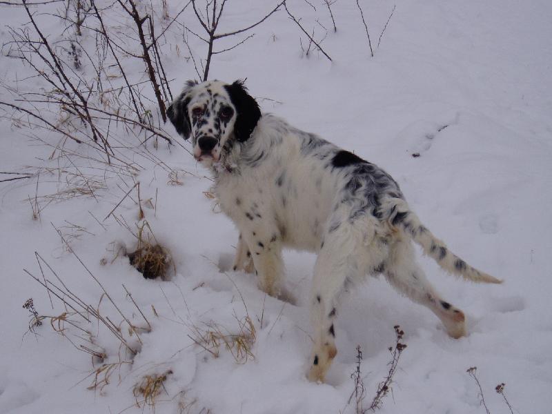 Foto: Harwey (anglick� setr 7m�s.)-...tady u� jsem to na�el...