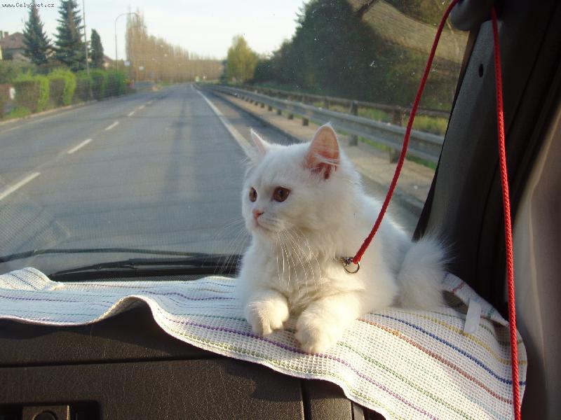 Foto: Eli�ka na cest�ch-Nen� nad po��dnou j�zdu autem.
