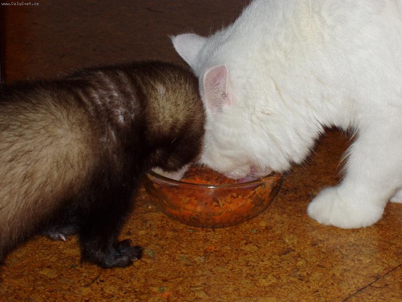 Foto: Eli�ka a Dav�dek-No tak, uhni se kousek...