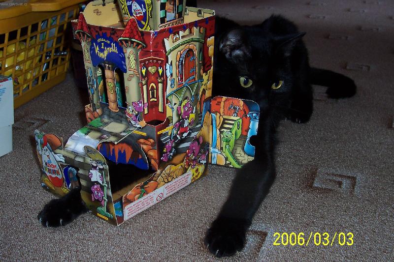 Foto: ko�ka Lucie-J� m�m tlapky v�ude, tak bacha na m�!