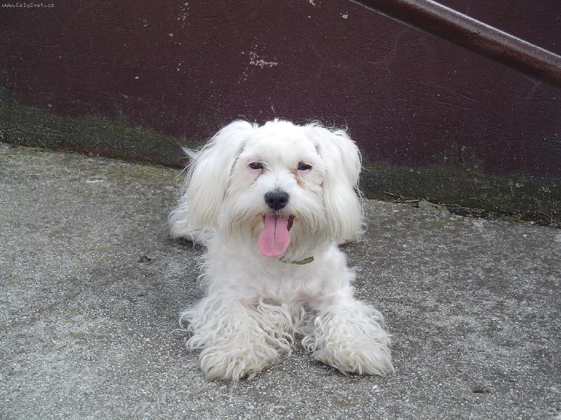 Foto: To je ale dlh���� jaz�����ek