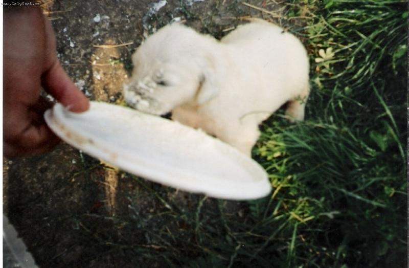 Foto: mus�m v�echno sn�st ne� p�ijdou ostatn�