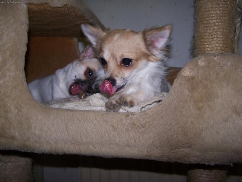 Foto: Robin a Jasm�nka-To �krabadlo ko�k�m nenech�me