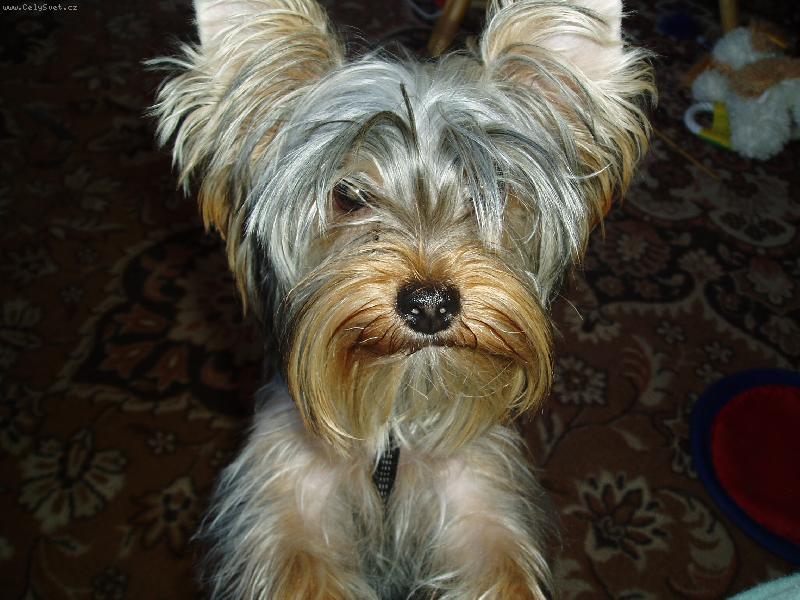 Foto: Matilda a jej� pohled do z��iv�ho za��zen�