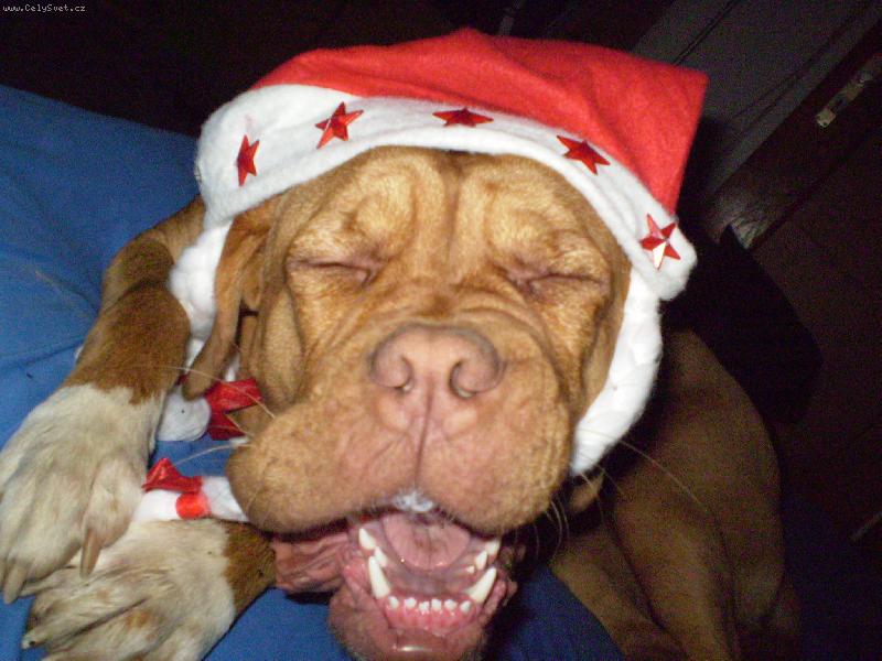 Foto: stastne a vesele