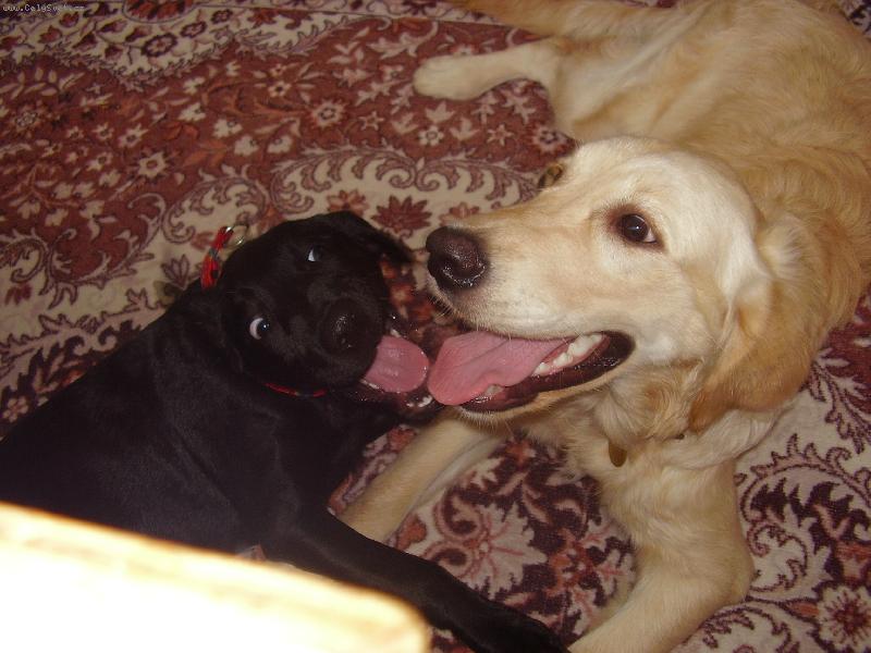 Foto: Jessie a Megie-nejlep�� kamar�dky