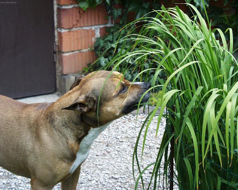 Foto: �pen�t to sice nen�........-Pes na zahrad�