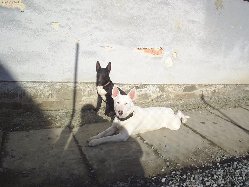 Foto: Danny a Ozzy-Slun��ko sluni�ko zah�ej m� mali�ko....