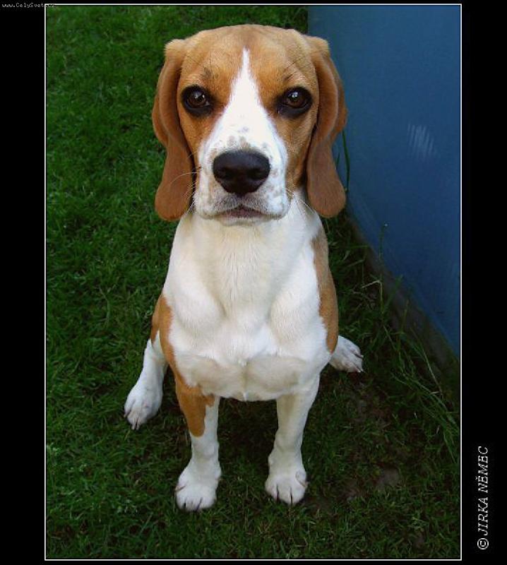 Foto: dej mi taky-Jej� jm�no je Majlinka,m�li jsme ji jen chvilku, ale ten pes je k neutah�n�. Chvilku neposed�la, jen kdy� se jednalo o j�dlo.