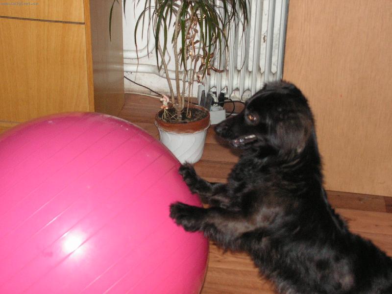 Foto: M�a v akci-Kdy� n�s M�a vid�l cvi�it na m��i , tak� to zkusil