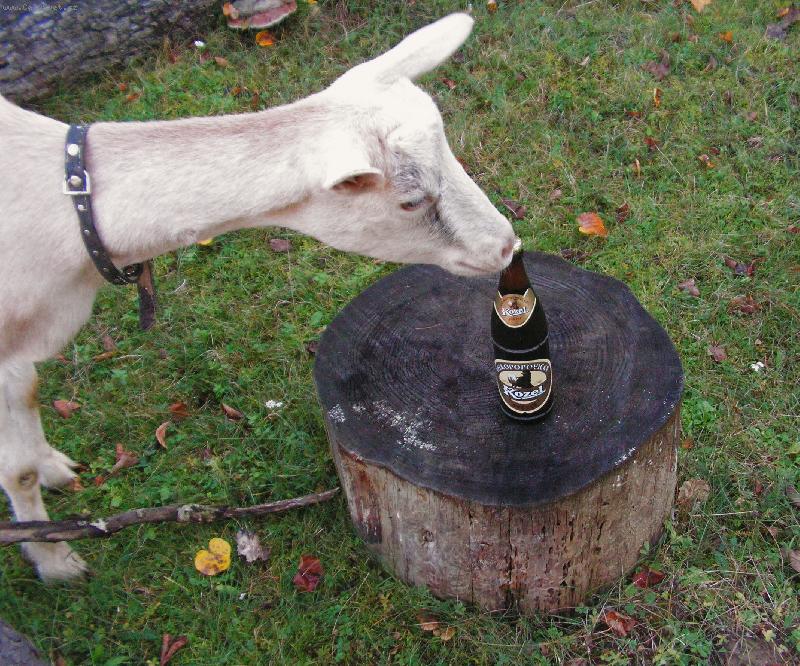 Foto: Koza Roza-Kdy� koza miluje kozla