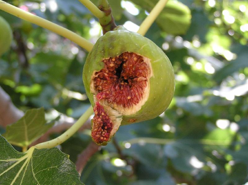 Foto: Nejsem k nakousnut�-Pelje�ac