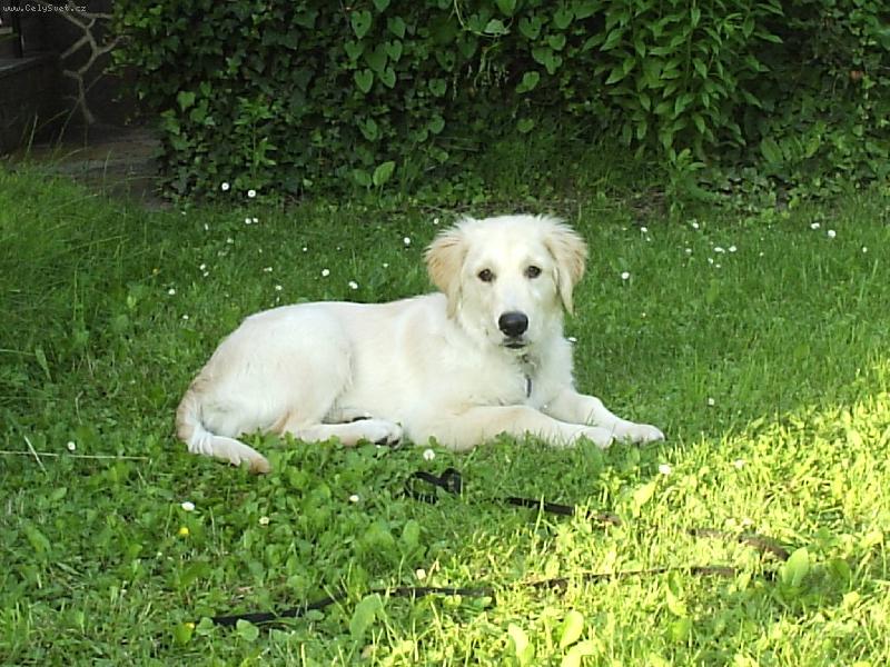 Foto: Arki-za mlada... kr�sn� �asy