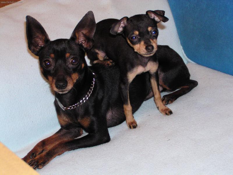 Foto: Fifinka a Kuba-dva kamar�di