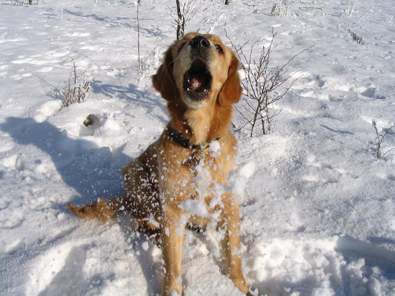 Foto: B�l� pe�ina-Barunka a zimn� radov�nky