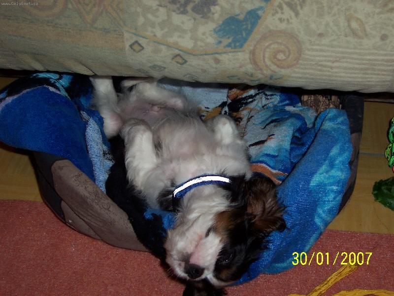 Foto: Akim odpo��v�-n� kaval�r v pel�ku