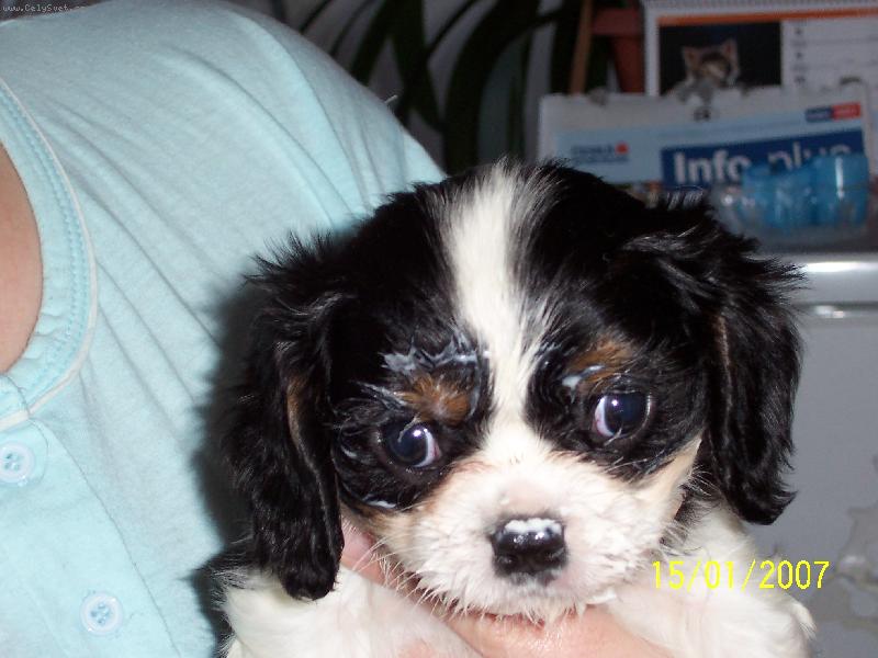 Foto: Akim spapal bob�ka-N� kaval�r posn�dal bob�ka a je�t� se neumyl