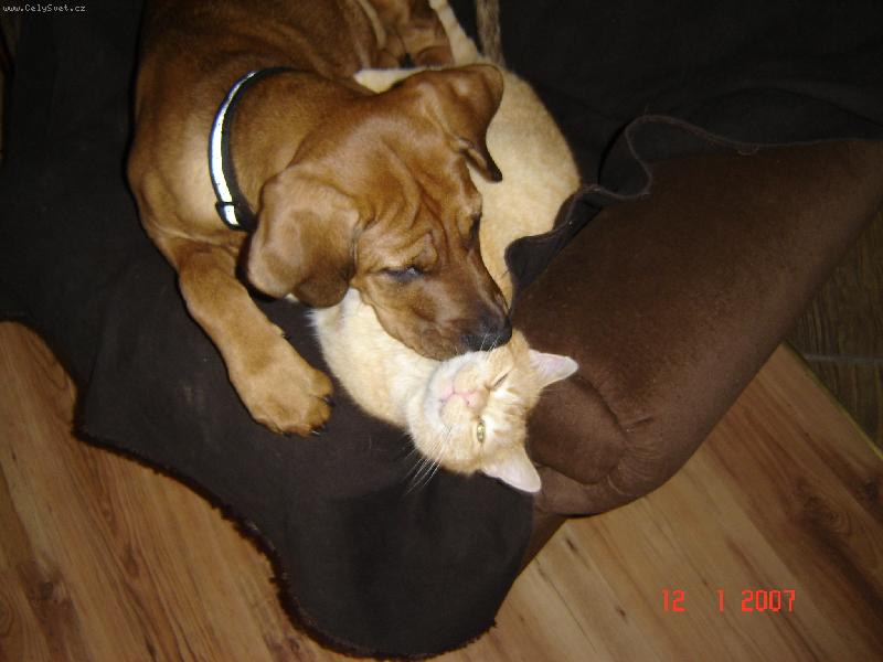 Foto: P�isti�eni inflagranti