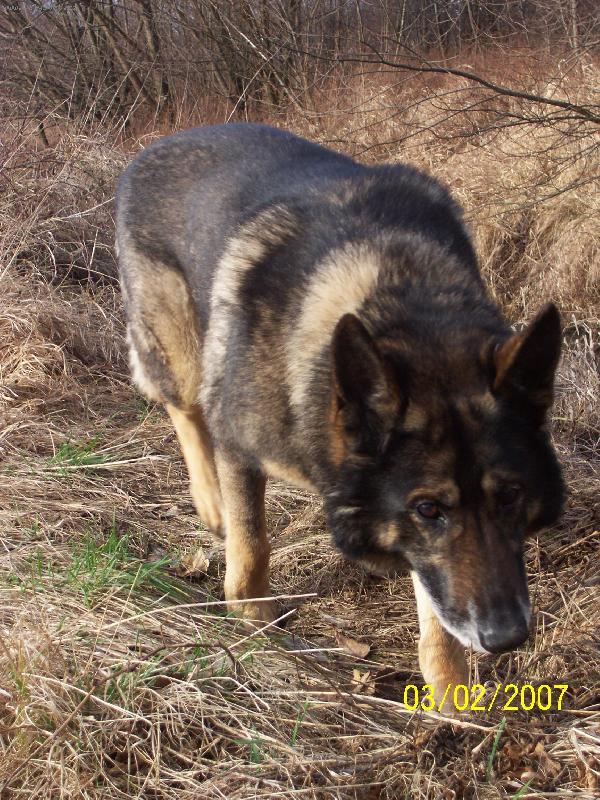 Foto: �ich�m �ich�m zv��inku....-benik na stop�