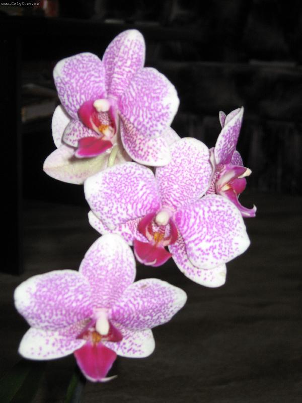 Foto: Phalaenopsis Pink-jedna z na�ich orchidej�