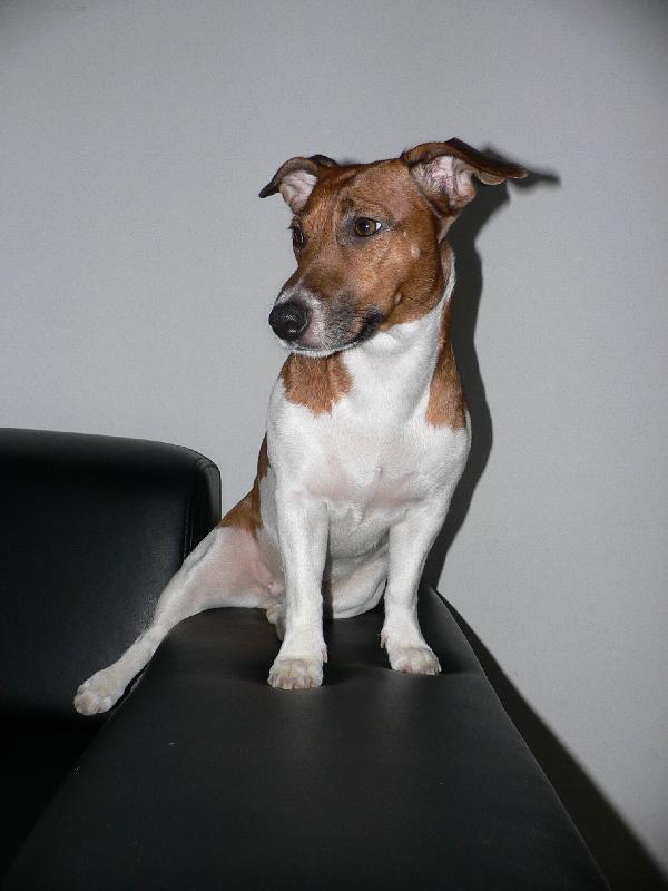 Foto: Jackie-p�za se spu�t�nou no�kou