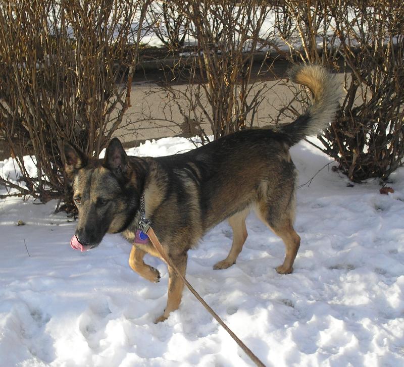 Foto: n� pes-na sn�hu