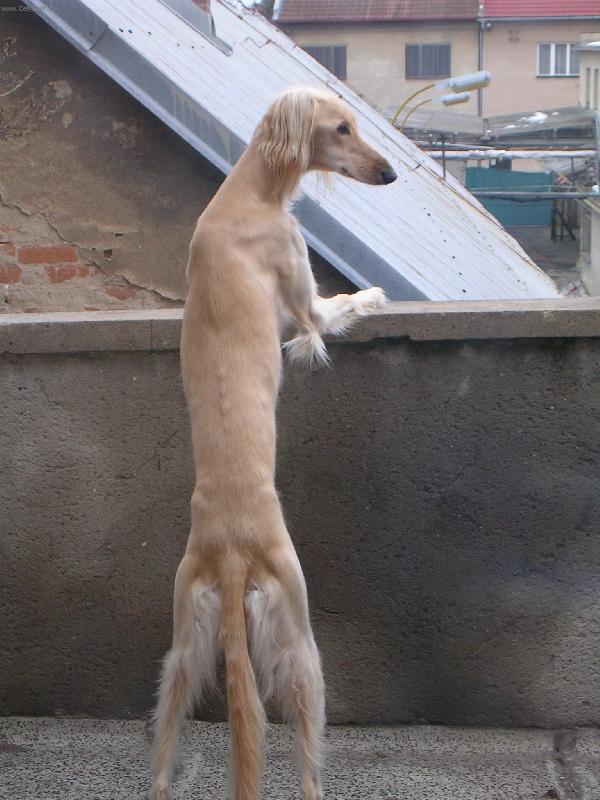 Foto: Anne-Sle�na tov�rn�kov�