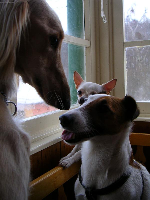 Foto: Anne,Kuba a Miki-Vyzn�n�