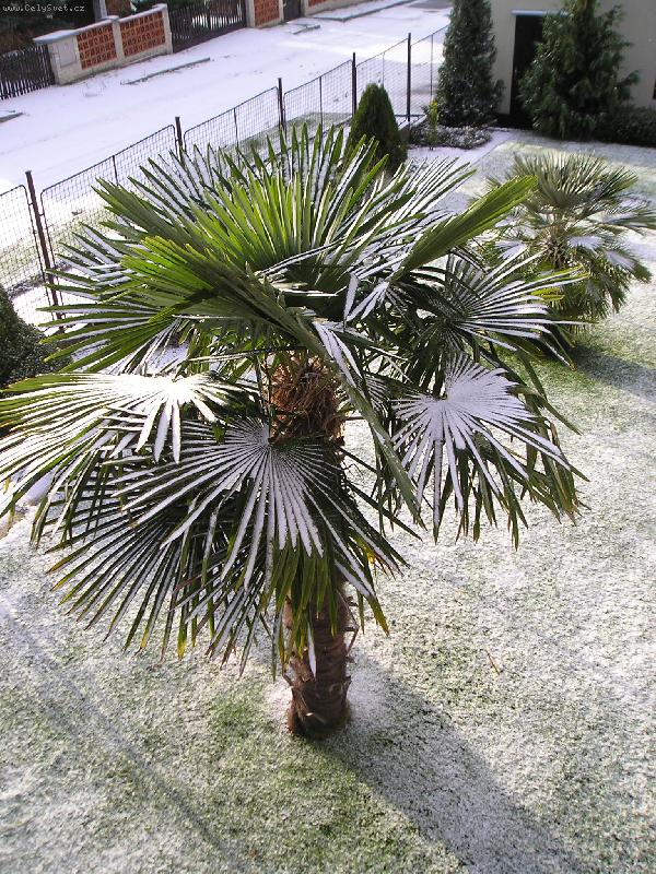 Foto: Zima je�t� zlob�-Trachycarpus fortunei v �ech�ch