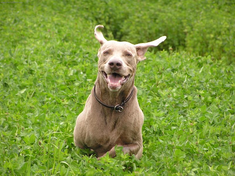 Foto: Happy dog-Jeden ��astn� sm�v ka�d� den!!!