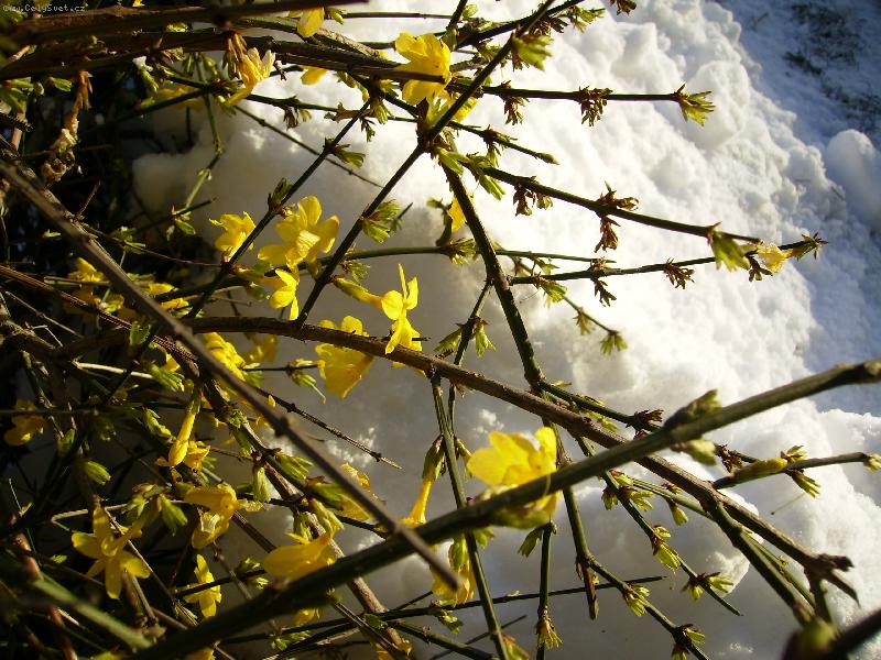 Foto: mr�z m� nesp�l�-st�le kvetouc� nezn�m� ke�