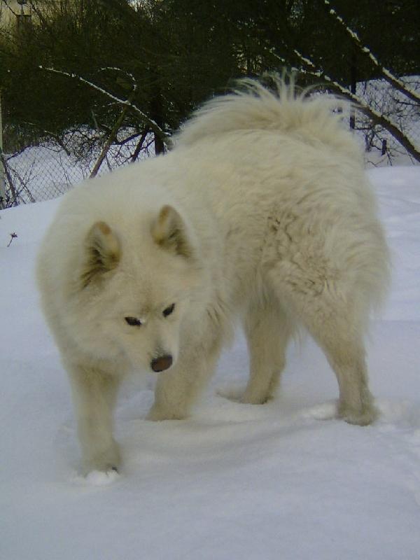 Foto: Linci ve sn�hu-Ve sn�hu je nejl�p