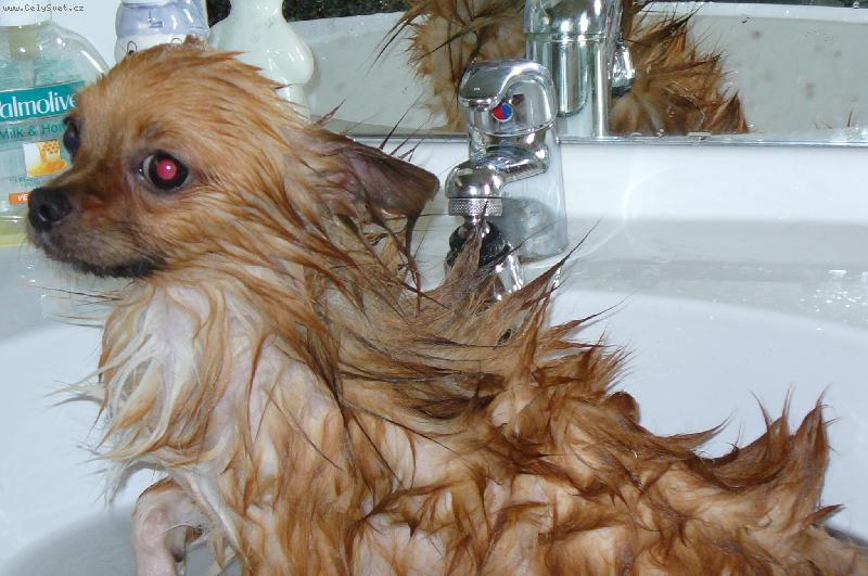 Foto: Fil�pek-Docela se r�d koupu!?