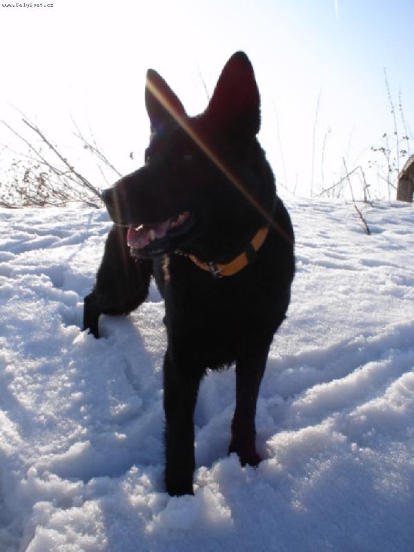 Foto: Kelly-Kelly v paprsc�h slunce