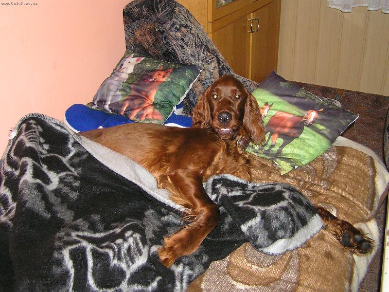 Foto: ZAS�N�ME,JDE SE NA KUT�