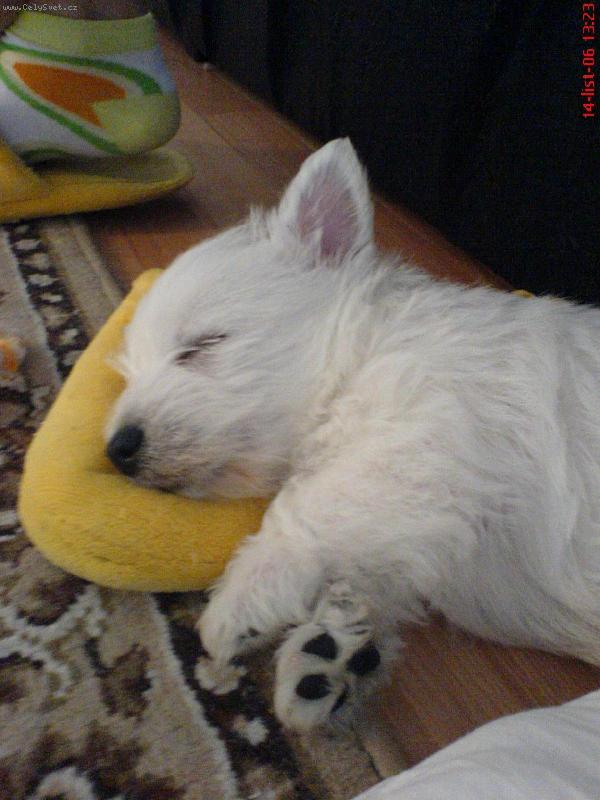 Foto: meddy-na tejhle papu�i se mi spink� nejl�p