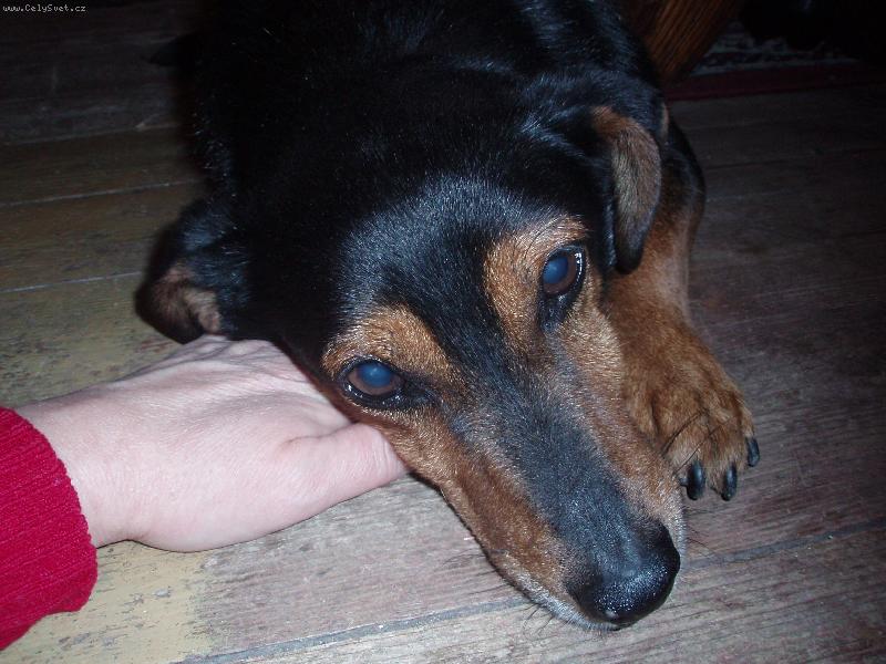 Foto: JEZEV��K mezi n�mi-j� chci taky pohladit