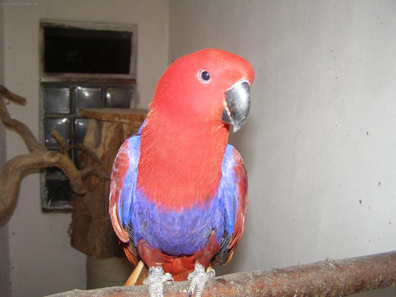 Foto: Bar�a- j� chci �enicha