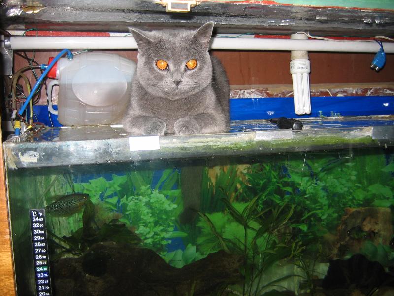 Foto: Moje rybi�ky-Je zv�d�v� a miluje telp��ko tak se vyh��v� na akv�rku.