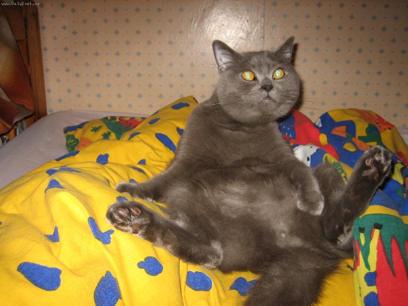 Foto: mazl�k-o�ista